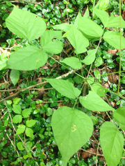Hylodesmum