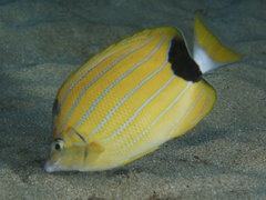 Chaetodon fremblii