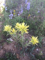 Castilleja christii