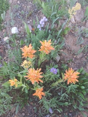 Castilleja christii
