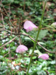 Hylodesmum