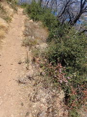 Monardella hypoleuca hypoleuca
