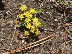 Lomatium sandbergii