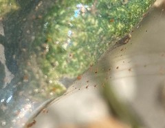 Tetranychus lintearius