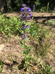 Penstemon wilcoxii