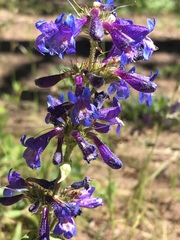 Penstemon wilcoxii