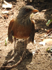 Turdus rufopalliatus