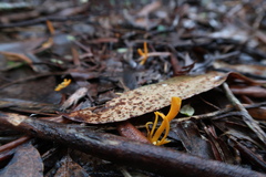 Clavulinopsis amoena