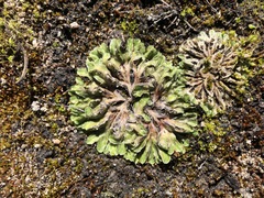 Riccia cartilaginosa