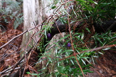 Billardiera macrantha