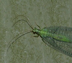 Chrysopa chi