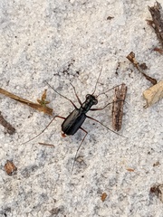 Cicindela abdominalis