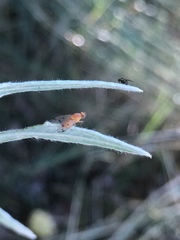 Homoneura occidentalis