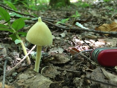 Entoloma murrayi