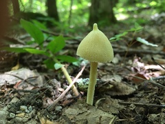 Entoloma murrayi