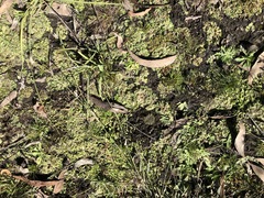 Riccia cartilaginosa