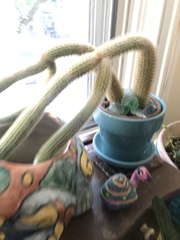 Cleistocactus winteri
