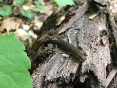 Desmognathus orestes