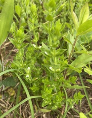 Gratiola pilosa