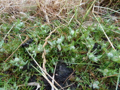 Psilocarphus elatior