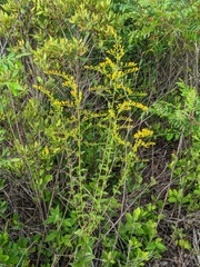 Solidago chapmanii