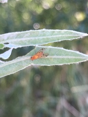 Homoneura occidentalis
