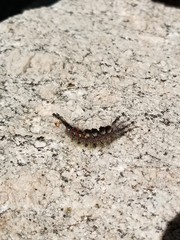 Orgyia vetusta