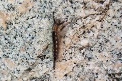 Orgyia vetusta
