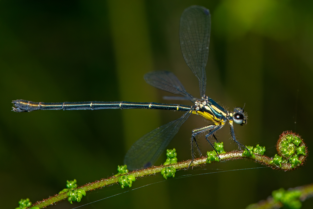 Turquoise Flatwing