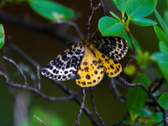 Arichanna melanaria
