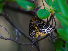 Arichanna melanaria