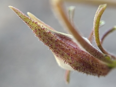 Cordylanthus nevinii