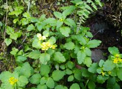 Chrysosplenium ovalifolium
