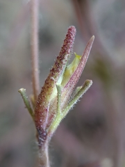 Cordylanthus nevinii