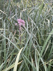 Eutrochium maculatum