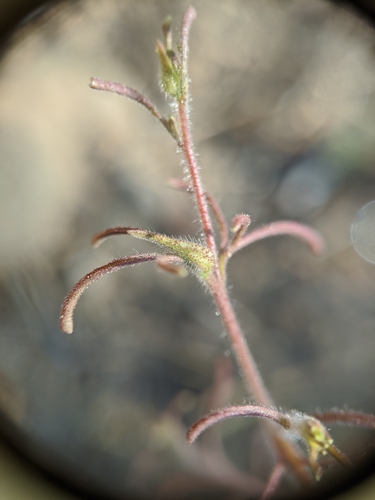 Image of Cordylanthus nevinii by no rights reserved