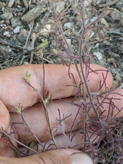 Cordylanthus nevinii