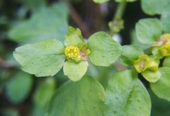 Chrysosplenium ovalifolium