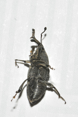 Rhodobaenus