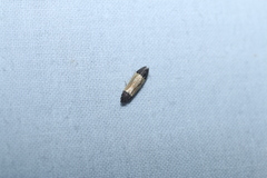 Anacampsis coverdalella