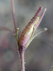 Cordylanthus nevinii