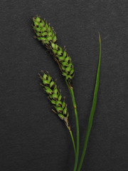 Carex bella