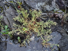Spergularia macrotheca
