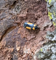 Ptosima gibbicollis