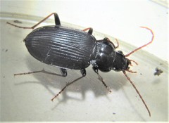 Nebria brevicollis