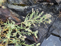 Spergularia macrotheca
