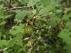 Ribes pinetorum