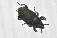 Rhodobaenus
