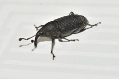 Rhodobaenus