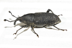 Rhodobaenus